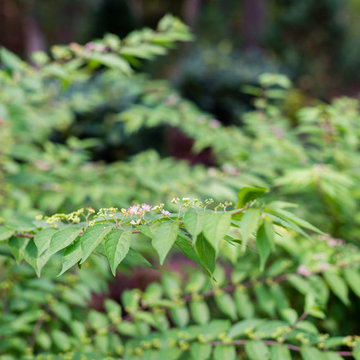 Woodland Garden