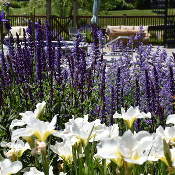 Seaside garden in Rhode Island