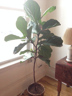 fiddle leaf fig branching | Houzz Forum