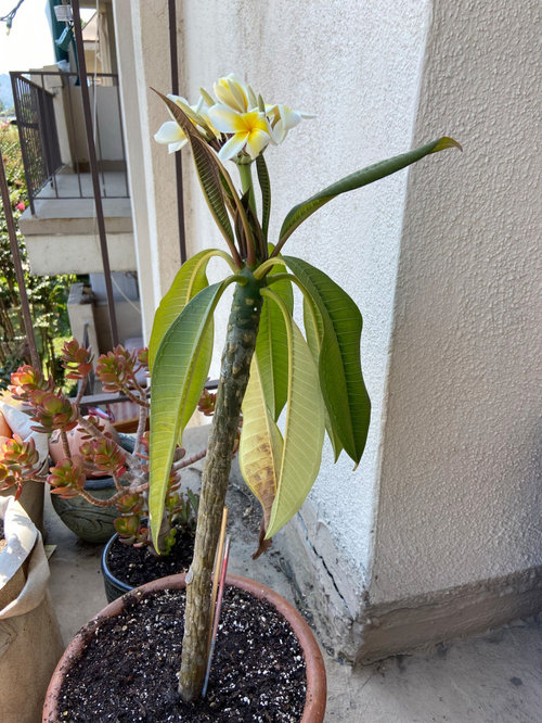 Plumeria root rot, dehydration, or something else!? Help!