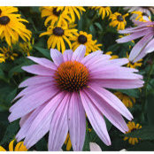 Heather McClain's photo