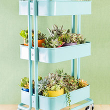 indoor plants