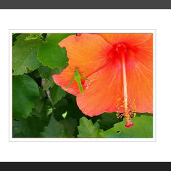 Fine Art Prints-Grasshopper on Hibiscus - Products