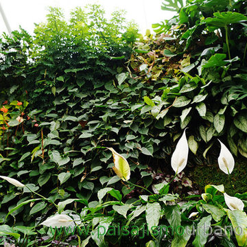 Jardines verticales en Guatemala