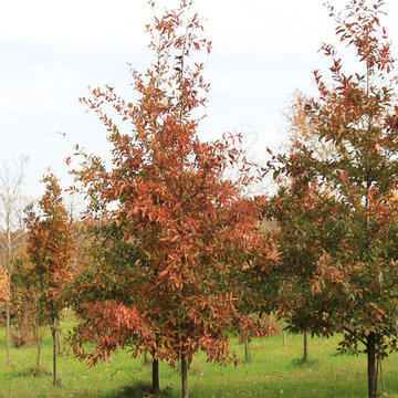Fall Color Fun