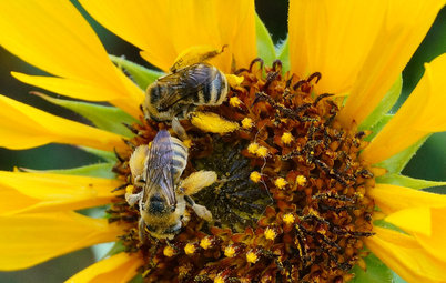 12 Entertaining ‘Bee-haviors’ of Native Bees