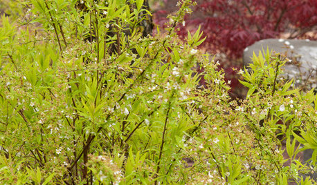 Great Design Plant: Ogon Spirea for Radiance and Texture