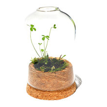 Plantes