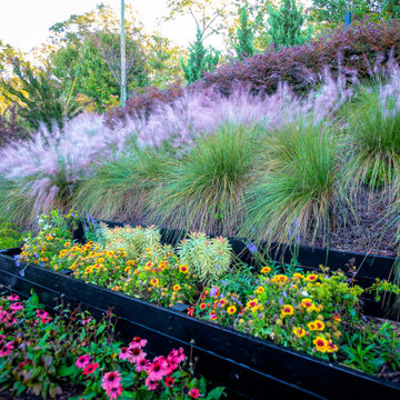 Steep hillside, Native plants for pollinators and birds
