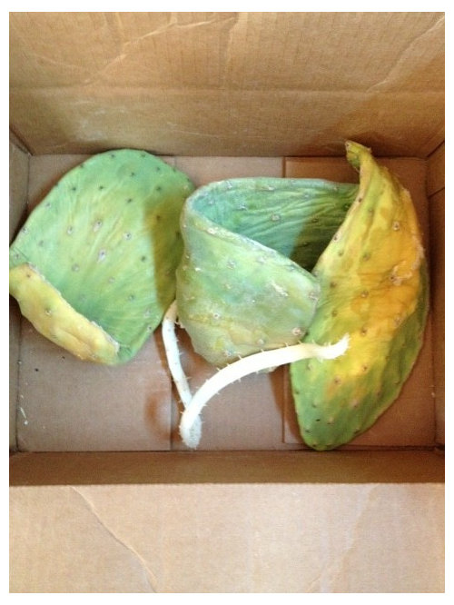 Opuntia cactus root(?) grew in a cardboard box!