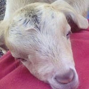 Danelle Dingmon Gurski's photo