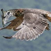 Falcon Lord's photo