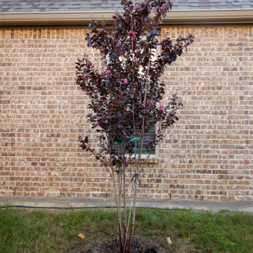 Flowering Trees & Shrubs