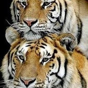 Darlene Absetz's photo