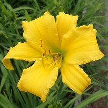 2021 DAYLILY INTRODUCTIONS