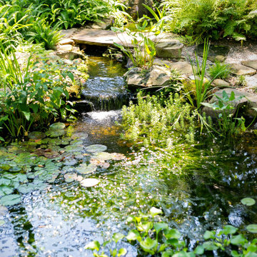 Backyard Koi Pond-James Island