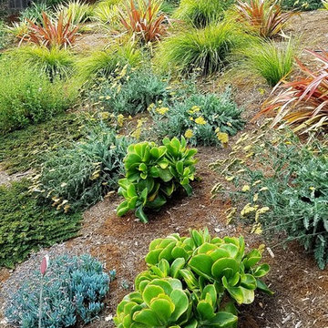 Aptos Hills Deer-Resistant and Drought-Tolerant