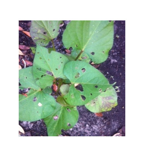 Something eating my plants