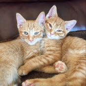janet safris's photo