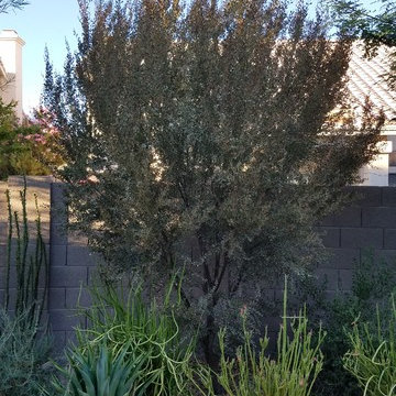 Plantings - 4 years