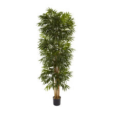 Plants