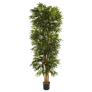 7.5' Phoenix Palm Tree
