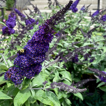 Pugster series buddleia.