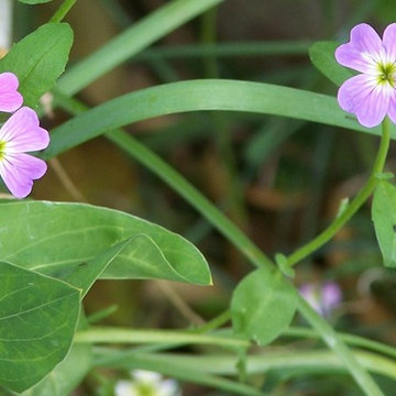Matthiola bicornis
