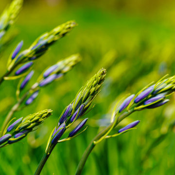 Floral Photography