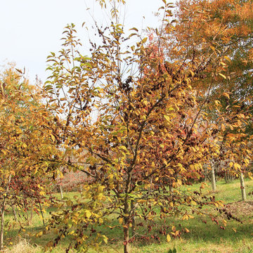 Fall Color Fun