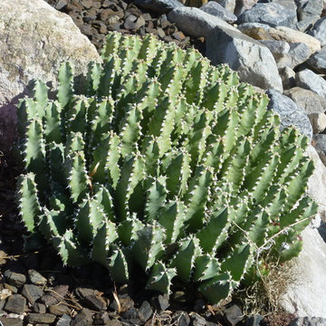 Euphorbia resinifera_Moroccan Mound