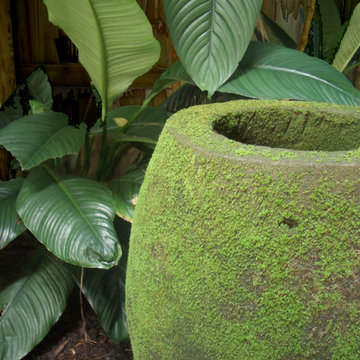 Noosa - Tropical Garden