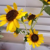 Foto von Cindy Daniel