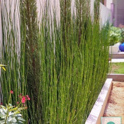 Landscape, Terrace Garden at Laggere, Bangalore - Products