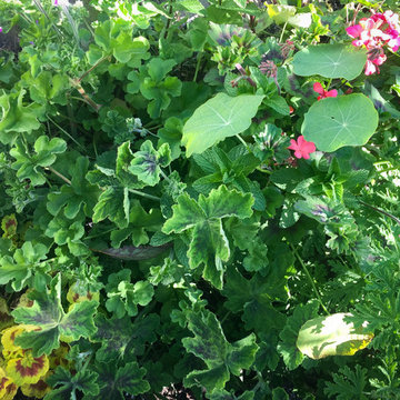 Country garden