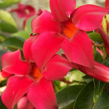 Mandevilla Vogue® ‘Sophia’ PPAF Mandevilla Vogue® 'Sophia' PPAF