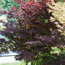 Japanese Maple