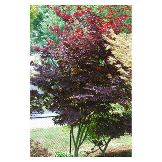 Acer palmatum 'Red Emperor' (Emperor 1) - Asian - Charlotte - by