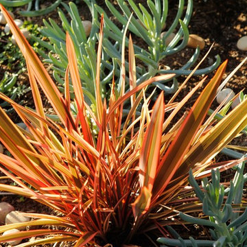 Detail, Phormium Drought Tolerant Garden