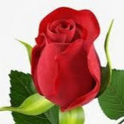 Debra DeRose's photo