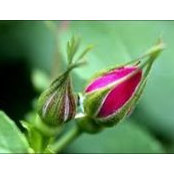 Rose Head's photo