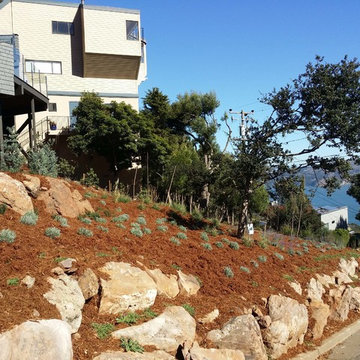 Low Maintenance & Drought Tolerant