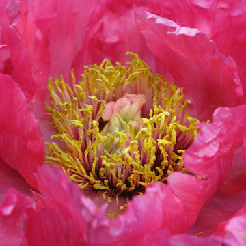 Plant Ideas & Colorful Combinations