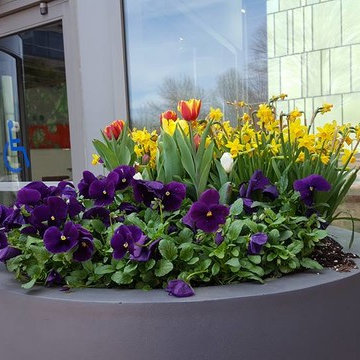 Spring Flowers