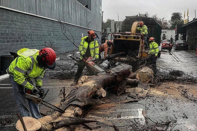 Emergency tree removal.