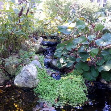 Contemplative pond