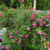 Ratheesh Kumar's photo