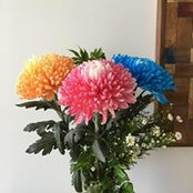 Karen Ryan's photo