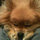 bugg_whitman