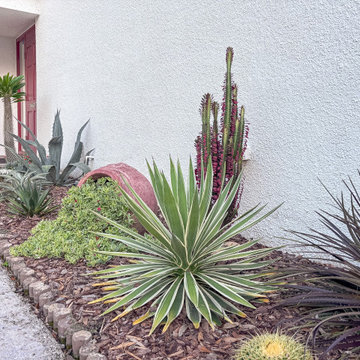 Drought tolerant desert garden